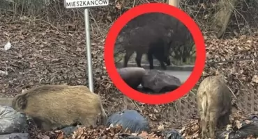 Plaga DZIKÓW w Warszawie! Co zrobić w sytuacji zagrożenia? 