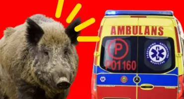 ATAK DZIKA na Bemowie. Kolejna odsłona DRAMATU - dziki się rządzą?