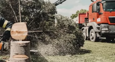 Które drzewa można wyciąć, nie mając pozwolenia? 
