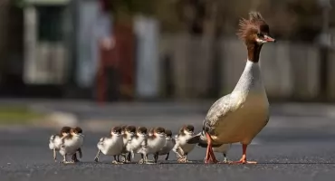 Pierwszy spacer nurogęsi już za nami! 
