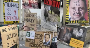 „Nie trzaskać do dzików!”- Protest pod warszawskim ratuszem przeciwko uśmiercaniu zwierząt