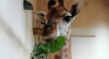 UWIELBIANA PRZEZ WSZYSTKICH ŻYRAFA OPUSZCZA TEREN WARSZAWSKIEGO ZOO