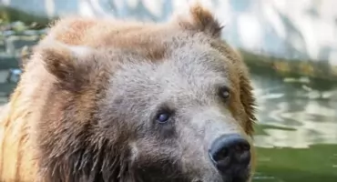 Warszawskie ZOO przekazało smutne wieści. Odeszła Sabina!