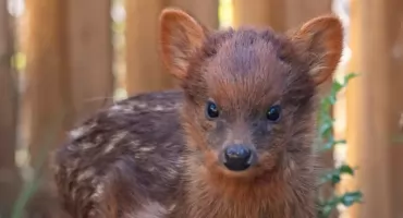 Warszawskie ZOO wstrzymało oddech. Wybrano imię dla niezwykłego malucha!