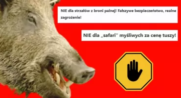KLAMKA ZAPADŁA. Dziki w pow. otwockim SKAZANE NA ŚMIERĆ!