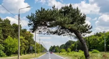 Symbol Falenicy w finale! Sosna z Wawra walczy o tytuł Warszawskiego Drzewa Roku