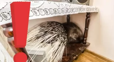 EGZOTYCZNY JEŻOZWIERZ POD WARSZAWĄ! Zwierzę WTARGNĘŁO do domu