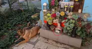 KOLEJNY DILER Z BRZESKIEJ zatrzymany. Interwencja na Pradze-Północ!