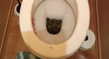 Marihuanę chciał SPUŚCIĆ W TOALECIE. Interwencja w Radomiu