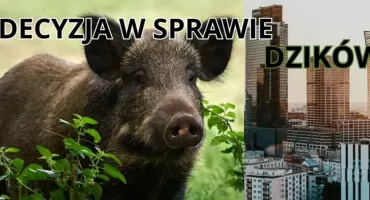 Warszawa kontra dziki: Sejmik podjął decyzję 