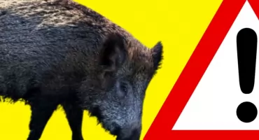 DZIKI znowu na Pradze-Południe. Tym razem... koło szkoły!